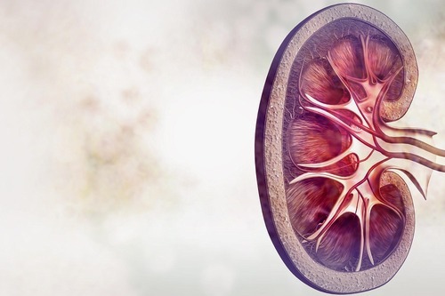 Household fuel use and kidney disease-related mortality: the Golestan Cohort Study